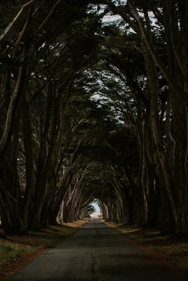 Cypress Tree Tunnel California Print